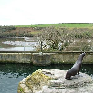 Patagonian Sea Lion Pool at the National Seal Sanctuary 11/04/09