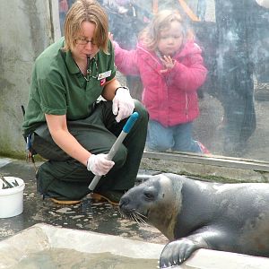 Target training a Hooded Seal at the National Seal Sanctuary 11/04/09