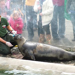 Target training a Hooded Seal at the National Seal Sanctuary 11/04/09