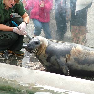 Target training a Hooded Seal at the National Seal Sanctuary 11/04/09