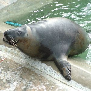 Hooded Seal eating ice cubes at the National Seal Sanctuary 11/04/09