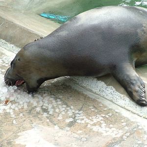 Hooded Seal eating ice cubes at the National Seal Sanctuary 11/04/09