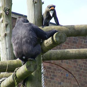 Namoki the Gorilla and JP the De Brazza's Monkey at Bristol Zoo, 12 April 2