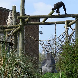 Jock and Namoki the Gorillas on Gorilla Island at Bristol Zoo, 12 April 200