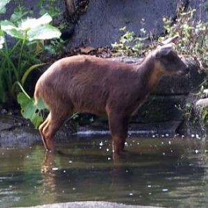 Formosan Serow (Capricornis swinhoii)
