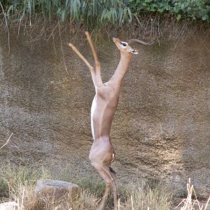 gerenuk