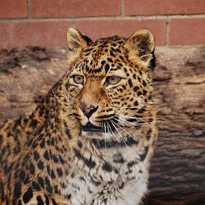 Tierpark Chemnitz - March 2008