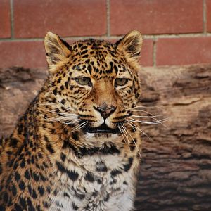 Tierpark Chemnitz - March 2008