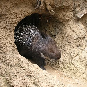 Indian Crested Porcupine 4-16-09