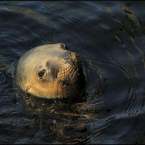 Patagonian sealion at Bremerhaven
