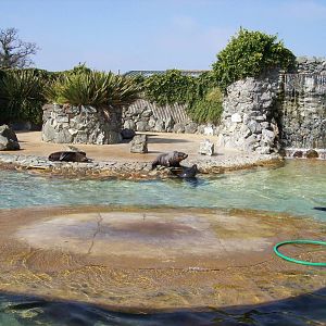 Seal pool at Banham 2 April 09