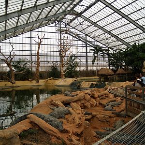 La ferme aux crocodiles - Nile crocodiles