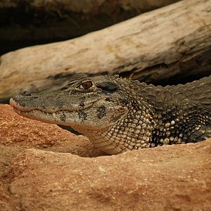 La ferme aux crocodiles - Black caiman