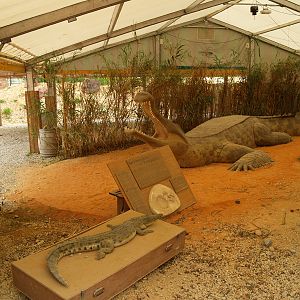 La ferme aux crocodiles - Sarcosuchus imperator
