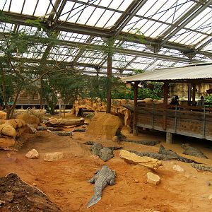 La ferme aux crocodiles - Nile crocodiles