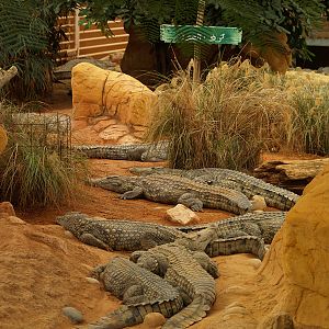 La ferme aux crocodiles - Nile crocodiles