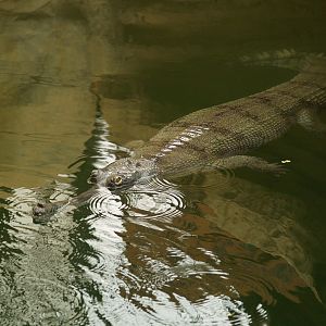 La ferme aux crocodiles - Gharial swimming