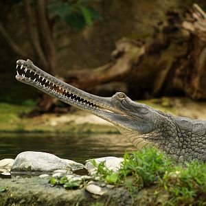 La ferme aux crocodiles - Gharial