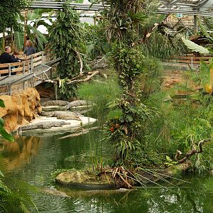 La ferme aux crocodiles - Nile crocodiles