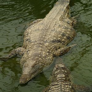 La ferme aux crocodiles - Nile crocodile