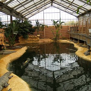 La ferme aux crocodiles - Nile crocodiles