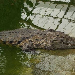 La ferme aux crocodiles - Big crocodile