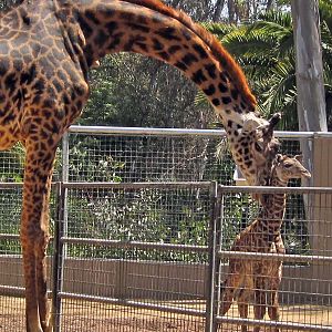 4 hour old - baby masai giraffe