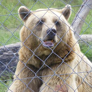 Syrian Brown Bear-Cairns Wildlife Safari Reserve - April, 2009