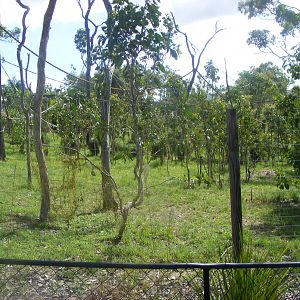 Exhibit-Black-handed Spider Monkeys-Cairns Wildlife Safari Reserve-April, 2