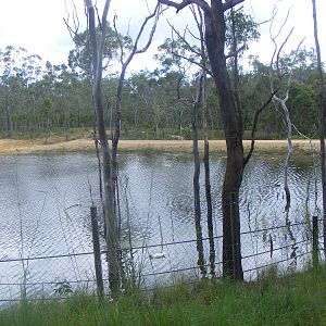 Exhibit-Southern White Rhino-Cairns Wildlife Safari Reserve-April, 2009