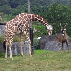 Reticulated Giraffe (Giraffa camelopardalis reticulata) want to fight with