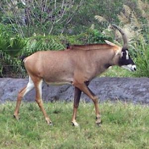 Roan Antelope (Hippotragus equinus)