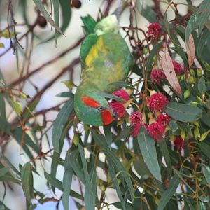 Musk Lorikeet