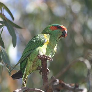 Musk Lorikeet