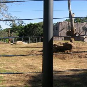 New Bull Elephant yard