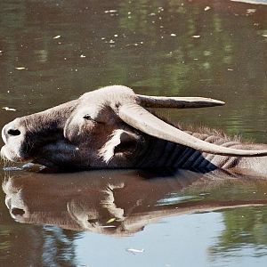 Water Buffalo