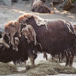 Musk Ox