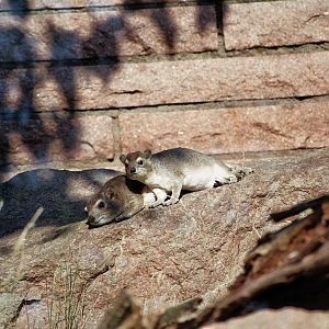 Hyraxes