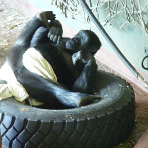 Kivu the Gorilla at Paignton Zoo, 13 April 2009