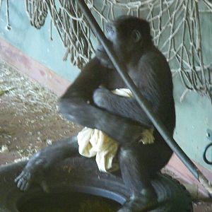 Kivu the Gorilla at Paignton Zoo, 13 April 2009
