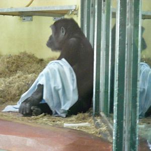 Kivu the Gorilla at Paignton Zoo, 13 April 2009