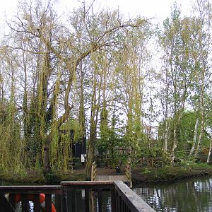 Ring tailed lemur island - Shepreth Wildlife Park 17 April 2009