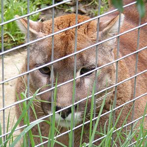 Tyge - Shepreth Wildlife Park - 17 April 2009
