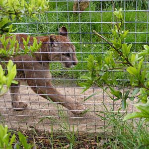Demelza the puma - Shepreth Wildlife Park - 17 April 2009