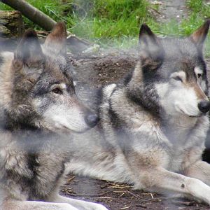 Wolves - Shepreth Wildlife Park - 17 April 2009
