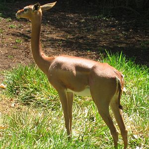 Southern Gerenuk