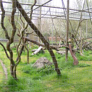 Vervet monkey enclosure - Shepreth Wildlife Park - 17 April 2009