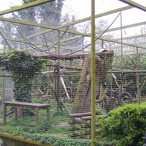 Black and white ruffed lemur enclosure - Shepreth Wildlife Park - 17 April