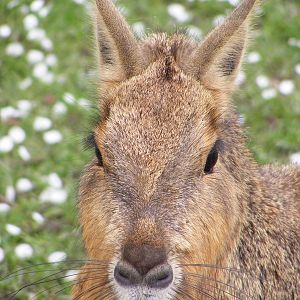 Mara - Shepreth Wildlife Park - 17 April 2009