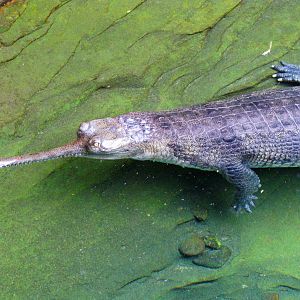 Indian gharial, a critically endangered species